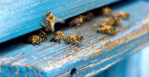 pčelari.jpg